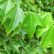 Kép 2/3 - Acer buergerianum – Háromerű juhar