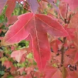 Kép 3/3 - Acer buergerianum – Háromerű juhar