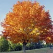 Kép 1/3 - Acer cappadocicum 'Rubrum' – Vörös pontuszi juhar