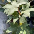 Kép 2/3 - Acer cappadocicum 'Rubrum' – Vörös pontuszi juhar