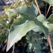 Kép 3/3 - Acer cappadocicum 'Rubrum' – Vörös pontuszi juhar