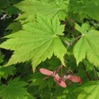 Kép 1/2 - Acer circinatum – Szőlőlevelű juhar