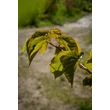 Kép 3/6 - Acer conspicuum – Kígyókérgű juhar