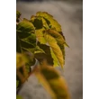 Kép 5/6 - Acer conspicuum – Kígyókérgű juhar