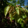 Kép 4/6 - Acer conspicuum – Kígyókérgű juhar