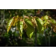 Kép 6/6 - Acer conspicuum – Kígyókérgű juhar