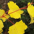Kép 2/3 - Acer conspicuum 'Phoenix' – Kígyókérgű juhar