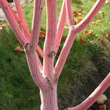 Kép 3/3 - Acer conspicuum 'Phoenix' – Kígyókérgű juhar
