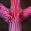 Kép 1/3 - Acer conspicuum 'Phoenix' – Kígyókérgű juhar