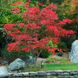 Kép 1/3 - Acer japonicum 'Aconitifolium' – Vörösvirágú juhar