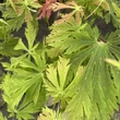 Kép 2/3 - Acer japonicum 'Aconitifolium' – Vörösvirágú juhar