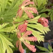 Kép 3/3 - Acer japonicum 'Aconitifolium' – Vörösvirágú juhar