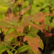 Kép 1/2 - Acer maximowiczianum (syn. Acer nikoense) – Nikkói juhar