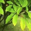 Kép 2/2 - Acer maximowiczianum (syn. Acer nikoense) – Nikkói juhar
