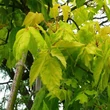 Kép 2/2 - Acer negundo 'Auratum' – Zöld juhar