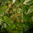 Kép 1/4 - Acer negundo 'Variegatum' – Tarkalevelű zöld juhar