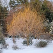 Kép 1/2 - Acer negundo 'Winter Lightening' – Zöld juhar