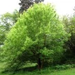 Kép 2/2 - Acer negundo 'Winter Lightening' – Zöld juhar