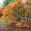 Kép 2/2 - Acer pennsylvanicum – Pennsylvániai juhar