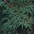 Kép 2/2 - Acer pentaphyllum – Juhar