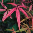 Kép 1/2 - Acer pentaphyllum – Juhar