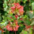 Kép 1/3 - Acer platanoides x amplum 'Ample Surprise' – Különleges juhar