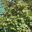 Kép 3/3 - Acer platanoides x amplum 'Ample Surprise' – Különleges juhar