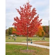 Kép 2/3 - Acer rubrum 'Autumn Radiance' – Vörös juhar