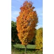 Kép 1/2 - Acer rubrum 'Green Pillar' – Vörös juhar
