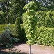 Kép 2/2 - Acer rubrum 'Green Pillar' – Vörös juhar
