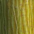 Kép 4/4 - Acer rufinerve – Rőterű juhar