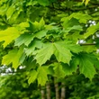 Kép 2/4 - Acer saccharum - Cukorjuhar