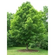 Kép 4/4 - Acer saccharum - Cukorjuhar