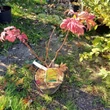 Kép 2/4 - Acer shirasawanum 'Autumn Moon' (syn.: Acer palmatum 'Autumn Moon') – Juhar
