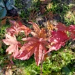Kép 3/4 - Acer shirasawanum 'Autumn Moon' (syn.: Acer palmatum 'Autumn Moon') – Juhar