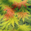 Kép 4/4 - Acer shirasawanum 'Autumn Moon' (syn.: Acer palmatum 'Autumn Moon') – Juhar