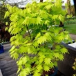 Kép 2/2 - Acer shirasawanum 'Jordan' – Juhar