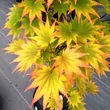 Kép 1/2 - Acer shirasawanum 'Jordan' – Juhar