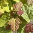 Kép 3/3 - Acer tataricum subsp. ginnala – Tűzvörös juhar