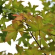 Kép 2/2 - Acer x zoeschense 'Annae' – Juhar