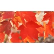 Kép 4/5 - Acer rubrum 'Fairview Flame' - Narancsvörös őszi lombszínű vörös juhar