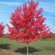Kép 1/5 - Acer rubrum 'Fairview Flame' - Narancsvörös őszi lombszínű vörös juhar