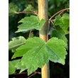Kép 3/5 - Acer rubrum 'Fairview Flame' - Narancsvörös őszi lombszínű vörös juhar