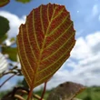 Kép 1/3 - Alnus glutinosa 'Rubrinervia' – Enyves éger