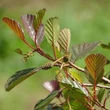 Kép 2/3 - Alnus glutinosa 'Rubrinervia' – Enyves éger