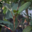 Kép 3/3 - Alnus glutinosa 'Rubrinervia' – Enyves éger