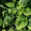 Kép 1/3 - Alnus incana 'Foliis Aureomarginatis' – Tarkalevelű éger