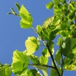 Kép 2/3 - Alnus incana 'Foliis Aureomarginatis' – Tarkalevelű éger