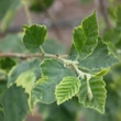 Kép 3/3 - Alnus incana 'Foliis Aureomarginatis' – Tarkalevelű éger