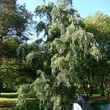 Kép 2/5 - Alnus incana 'Pendula' – Csüngő hamvas éger